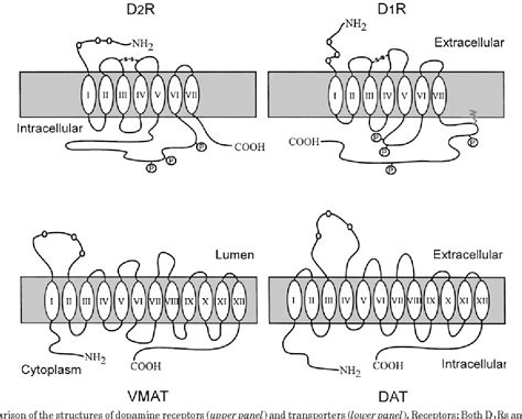 Dopamine Agonists | Semantic Scholar