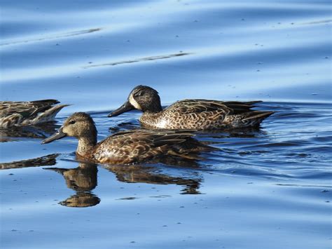 Blue-winged Teal — Sacramento Audubon Society