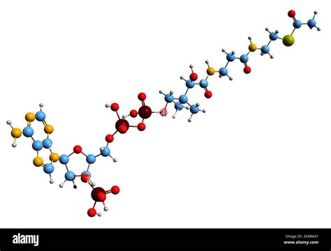 3D image of Acetyl-CoA skeletal formula - molecular chemical structure ...