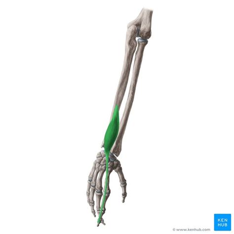 an image of the arm and wrist bones with muscles highlighted in green ...