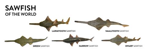 Sawfish Species — Sawfish Conservation Society