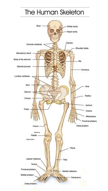 Detailed Human Skeleton Diagrams | Best Diagram Collection