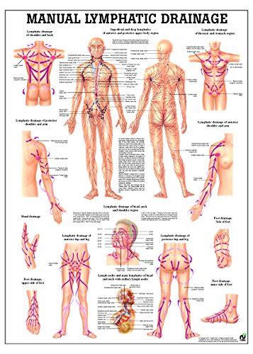 Lymphatic Drainage Laminated Anatomy Chart: Amazon.com: Industrial ...