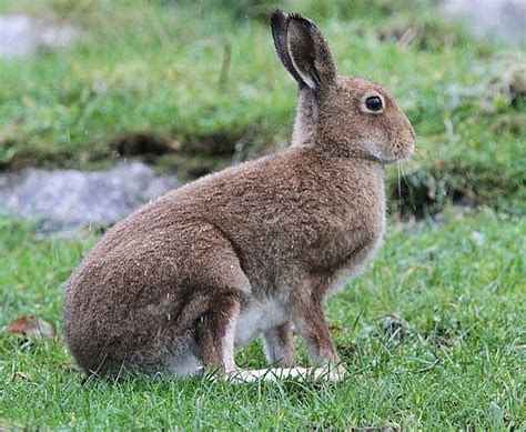 Murf’s Wildlife : Irish Hare