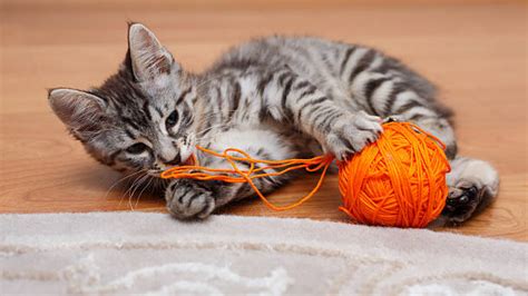 Kitten Playing With Yarn Stock Photos, Pictures & Royalty-Free Images ...