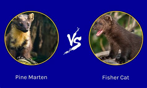 Pine Marten vs Fisher Cat: What's the Difference? - AZ Animals