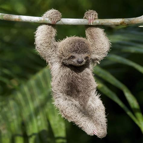 Mark Kostich on Instagram: “Baby Three-toed Sloth hanging from tree ...