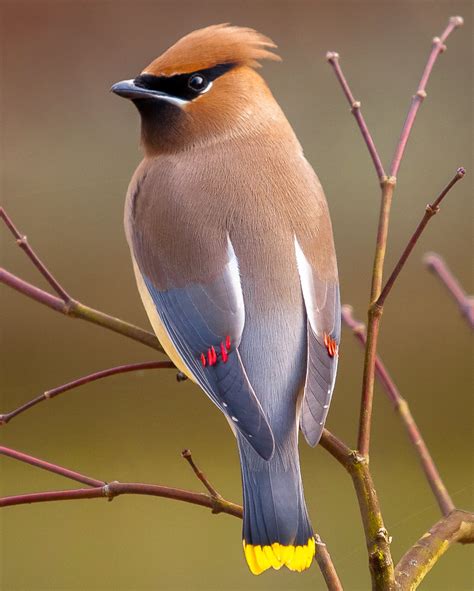 Cedar Waxwing Facts, Habitat, Diet, Life Cycle, Baby, Pictures