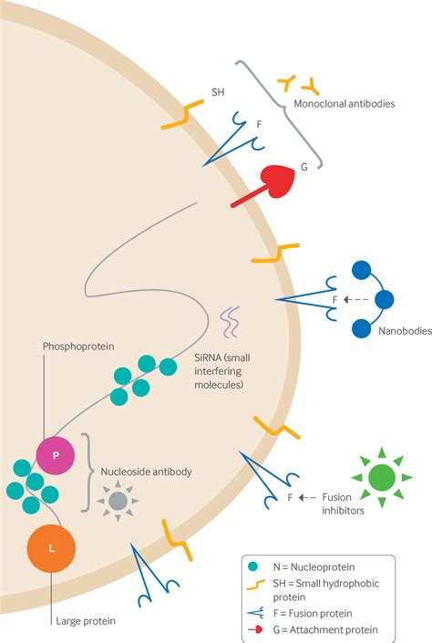 Respiratory syncytial virus infection in adults | The BMJ