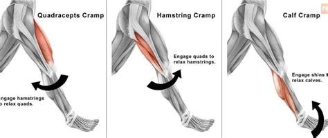 What causes those nasty muscle cramps? - reactive