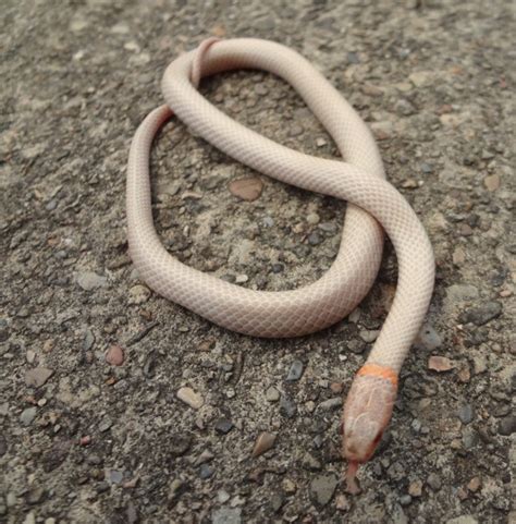 Ringneck Snake Facts and Pictures