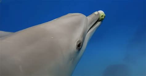 Researchers Observe Dolphins Getting High On Puffer Fish - The ...