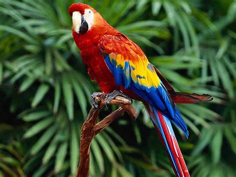 Colourful Ara, jungle, colours, parrot, ara, HD wallpaper | Peakpx