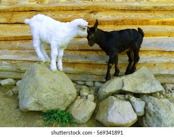 Goat Kids Playing 2 Stock Photo 569341891 | Shutterstock