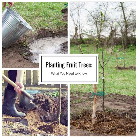 Planting Fruit Trees: What You Need to Know - Home and Gardening Ideas