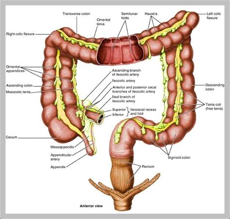 terminal ileum anatomy 2 | Anatomy System - Human Body Anatomy diagram ...