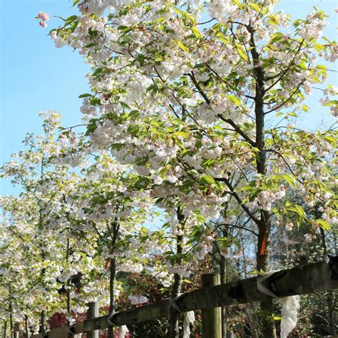 Buy Prunus ‘Shirotae’ Tree | Hillier Trees