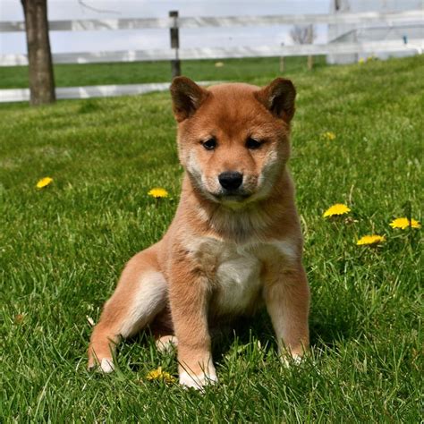 Shiba Inu Puppies for Sale | Buckeye Puppies