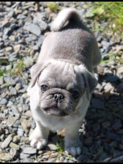 Silver Grey Pug Puppy | Baby pugs, Cute pug puppies, Cute pugs