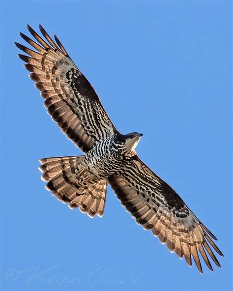 Honey Buzzard | BirdForum