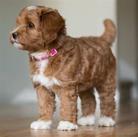 Adorable labradoodle puppy from Spring Creek Labradoodles ...