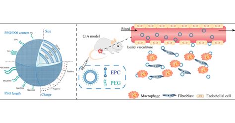 Role of Liposome Size, Surface Charge, and PEGylation on Rheumatoid ...