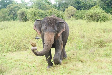 Elephant Spotting in Minneriya National Park, Sri Lanka. – It's Aimee ...