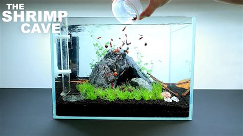 The Shrimp Cave: NEW Shrimp Setup for Neocaridina Aquascape Tutorial ...