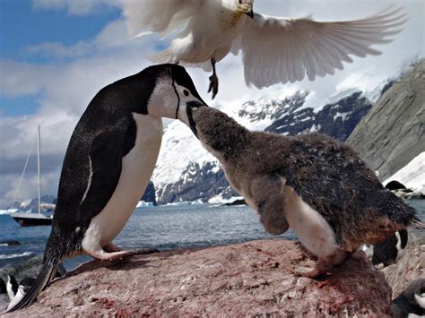 Antarctica wildlife Free Photo Download | FreeImages