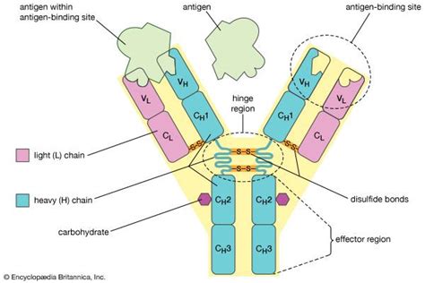 antibody | Definition, Structure, Function, & Types | Britannica.com