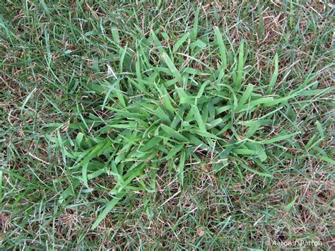 Purdue Turf Tips: Weed of the Month for March 2013 is Large Crabgrass