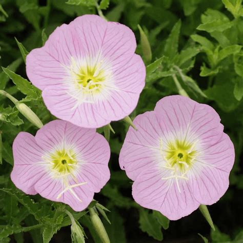 Oenothera speciosa (Showy Evening Primrose) Wildflower Seed