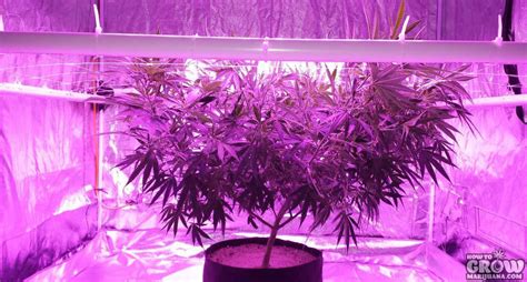 LED Grow Lights