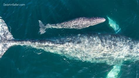 Sightings of gray whales and their babies a good sign for species ...