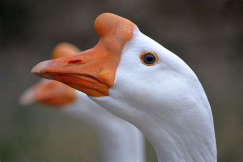 White Chinese Geese by mtsofan | Sebastopol geese, Goose, Canadian goose