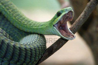 Venomous Green Boomslang Snake