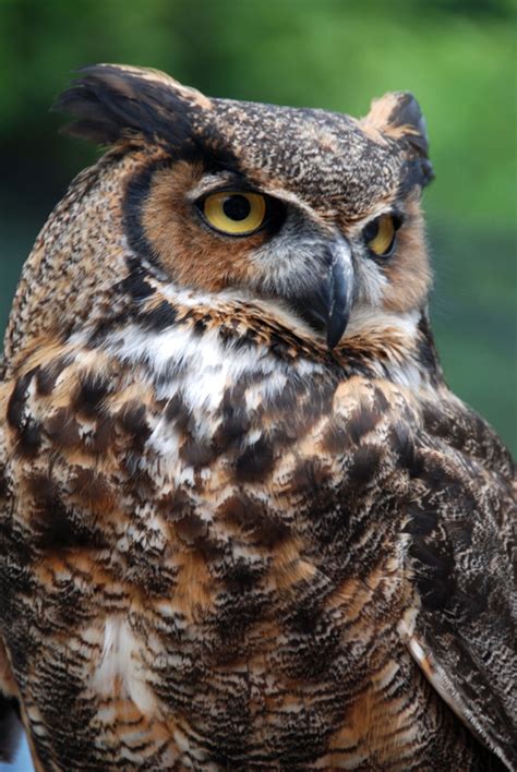 Close-up photo of a brown and white owl as it looks off to the right ...