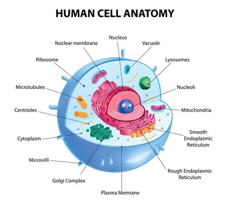 Human Cell Diagram 6406474 Vector Art at Vecteezy