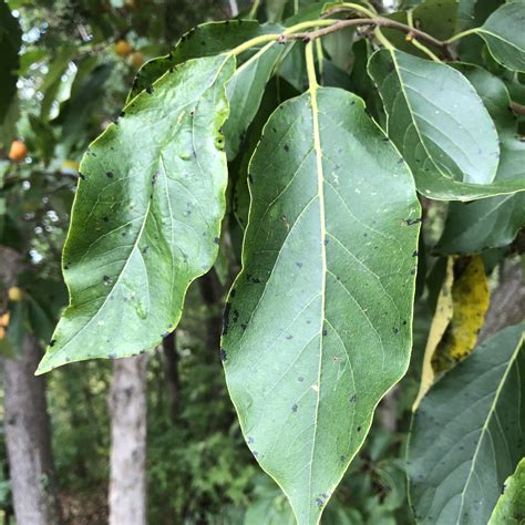 Vic's Tree Service - Common Persimmon - Types of Trees