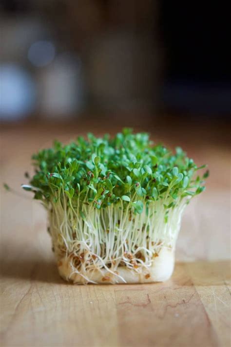 Grow Sprouts in 4 days | Growing sprouts, Growing herbs indoors ...