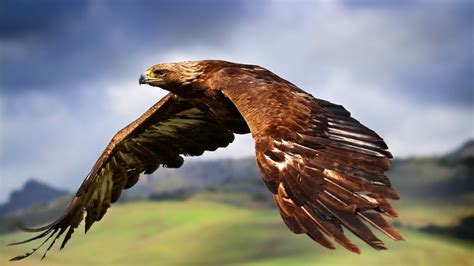 25 Pictures of Birds of Prey in Action