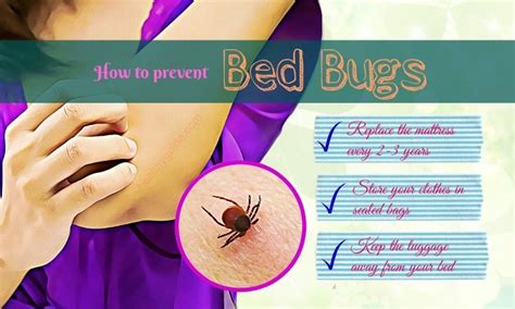 How To Avoid Bed Bug | Bed Bug Get Rid