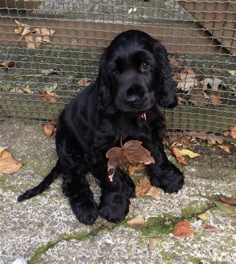 Cute black cocker spaniel puppy age 5 months. | Black cocker spaniel ...