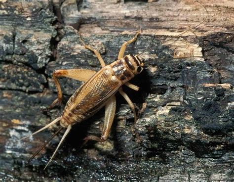 House Crickets Facts, Description, and Pictures