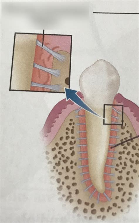 Fibrous Joint - Gomphosis Diagram | Quizlet