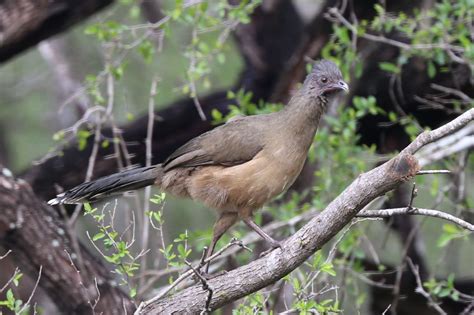 Plain Chachalaca – Geeky Girl Engineer