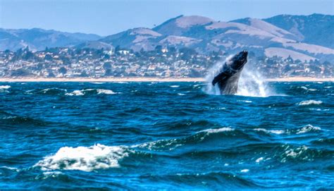 Avila Beach Whale Watching Boat Tours - California's best whale ...