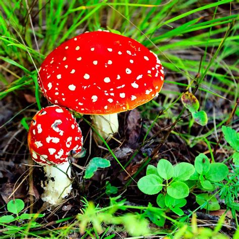 Are Lawn Mushrooms Edible? - ProGardenTips