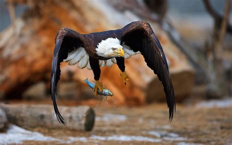 Wallpaper Eagle catch a fish 1920x1200 HD Picture, Image