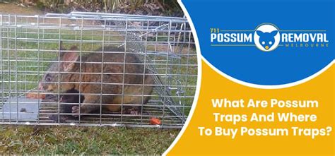 What Are Possum Traps And Where To Buy Possum Traps? - 711 Possum ...